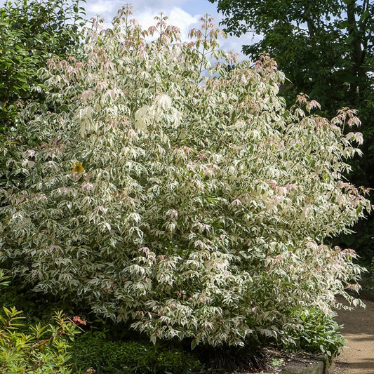 Erable à feuilles de frêne - Bakker