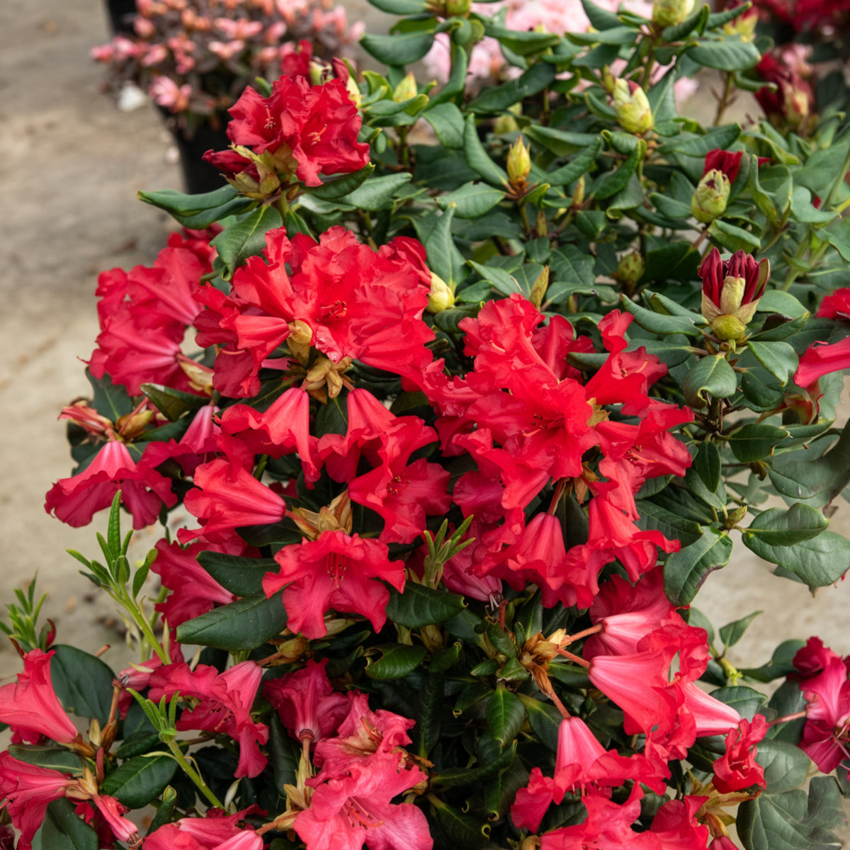 Rhododendron compact Baden Baden - Rhododendron Baden Baden - Bakker