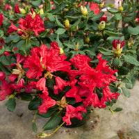 Vente Rhododendron compact Baden Baden - Rhododendron Baden Baden
