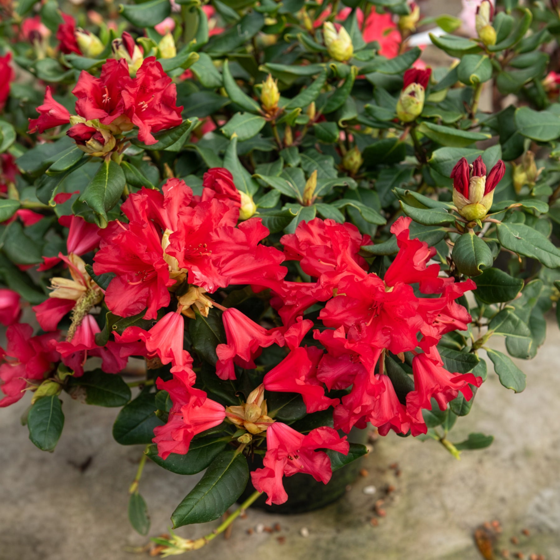 Vente Rhododendron compact Baden Baden - Rhododendron Baden Baden