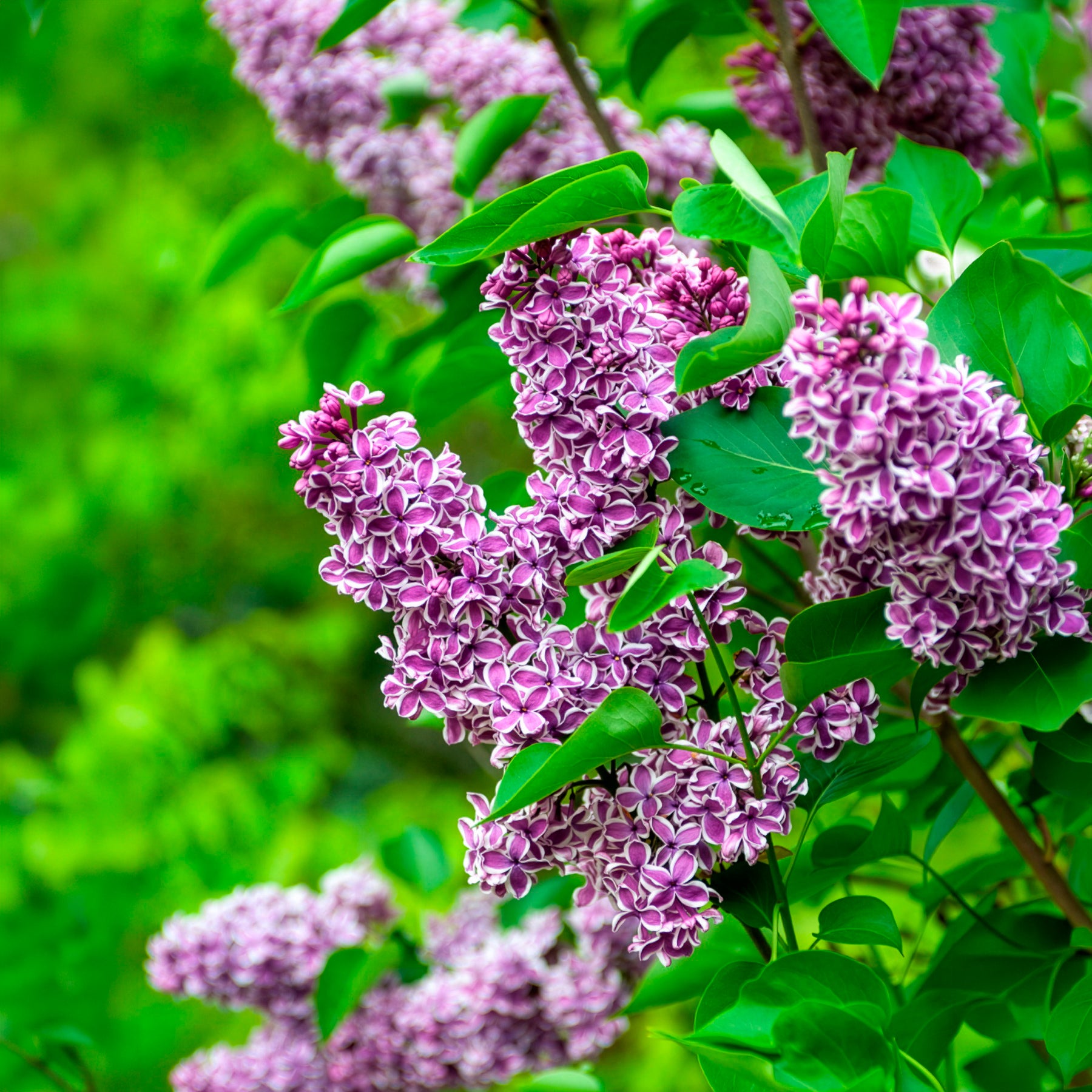 Vente Lilas Sensation