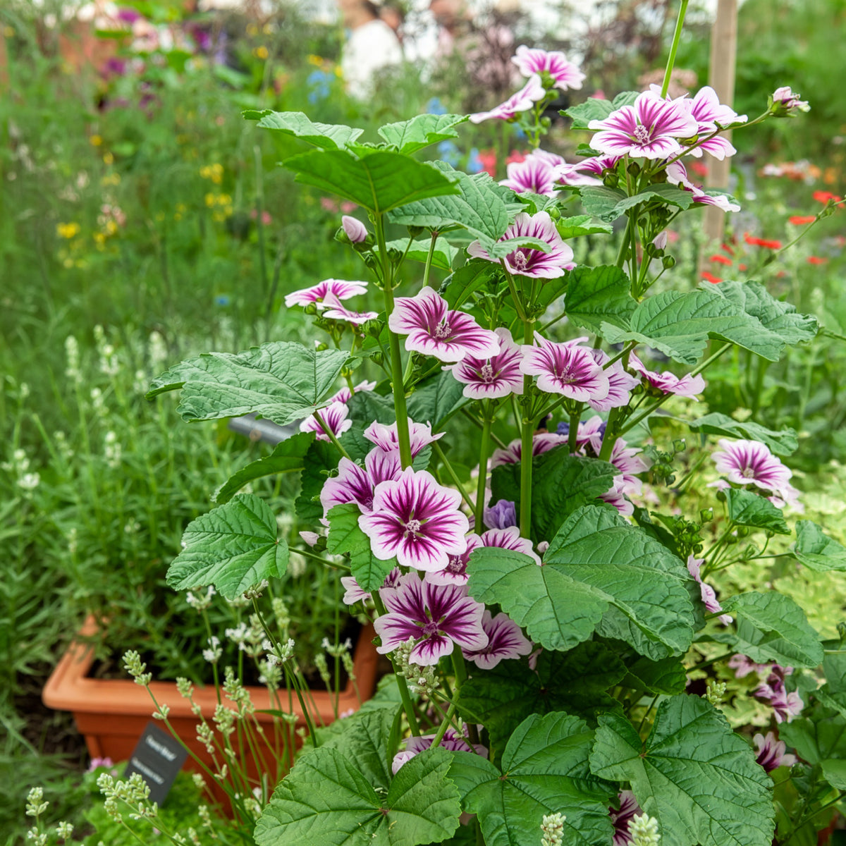 Malva sylvestris Zebrina - 2 Mauves zébrées - Mauves