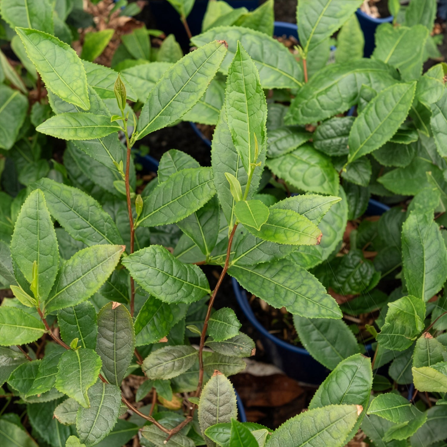 Camellia sinensis - Théier