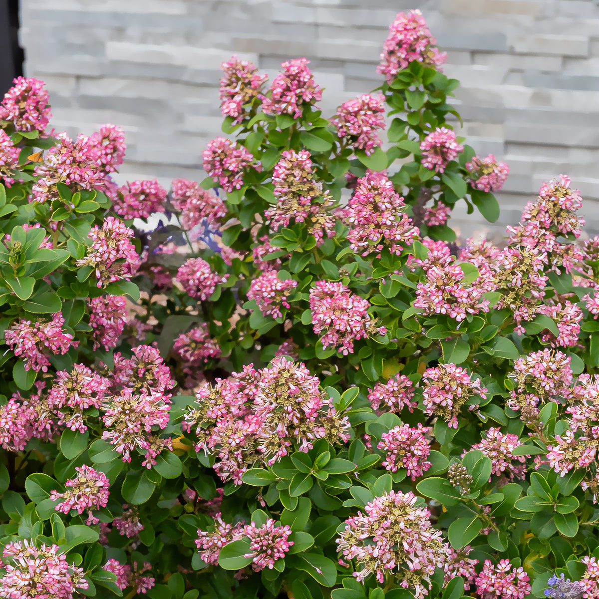 Escallonia Pink Elle - Escallonia laevis Pink Elle - Bakker