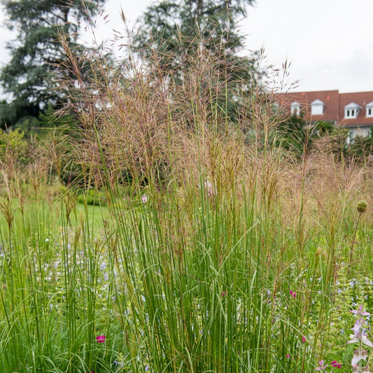 3 Panics bleus - Bakker