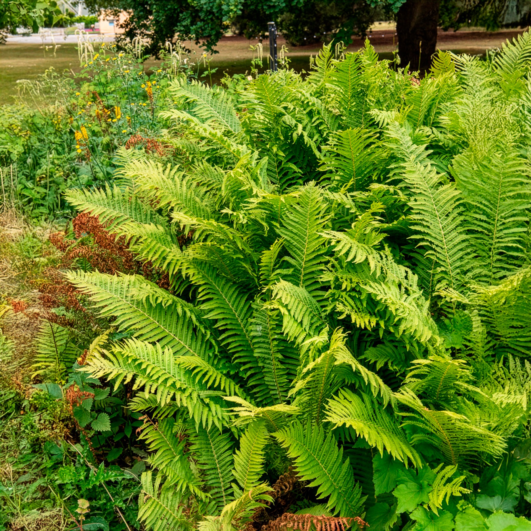 2 Fougères Plume d'autruche - Plantes vivaces - Bakker