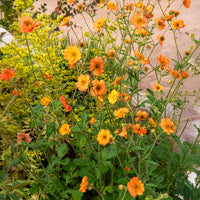 Vente Benoîte Totally tangerine - Benoîte