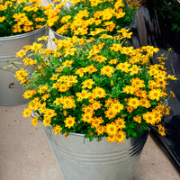 3 Bidens rouge orange - Bidens ferulifolia Beedance Painted Yellow - Bakker
