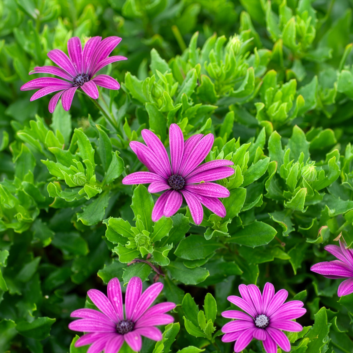 Vente 3 Marguerites du Cap pourpres - Osteospermum margarita purple