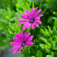 3 Marguerites du Cap pourpres