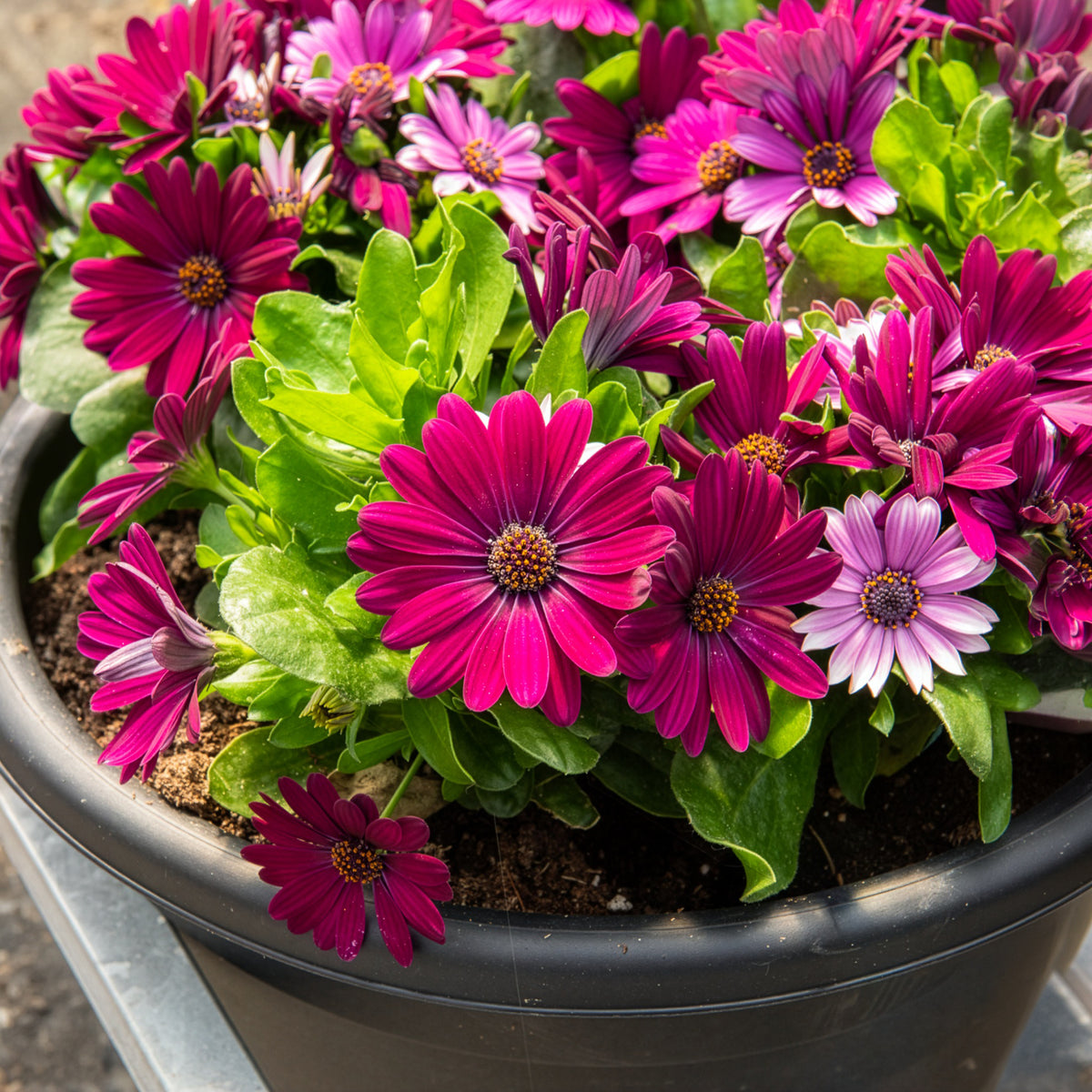 Plantes de terrasses et balcons pour pot et balconière - 3 Marguerites du Cap pourpres - Osteospermum margarita purple