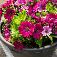 Plantes de terrasses et balcons pour pot et balconière - 3 Marguerites du Cap pourpres - Osteospermum margarita purple