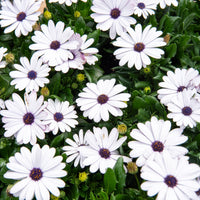 Osteospermum margarita white - 3 Marguerites du Cap blanches - Plantes de terrasses et balcons pour pot et balconière