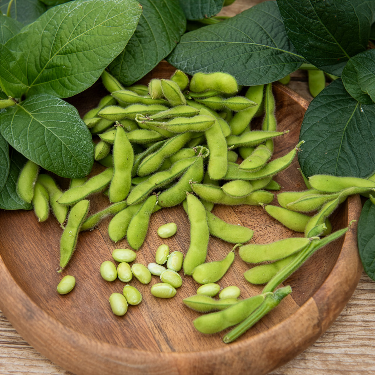 Glycine max - Soja Fiskeby V - Edamame - Graines pour potager