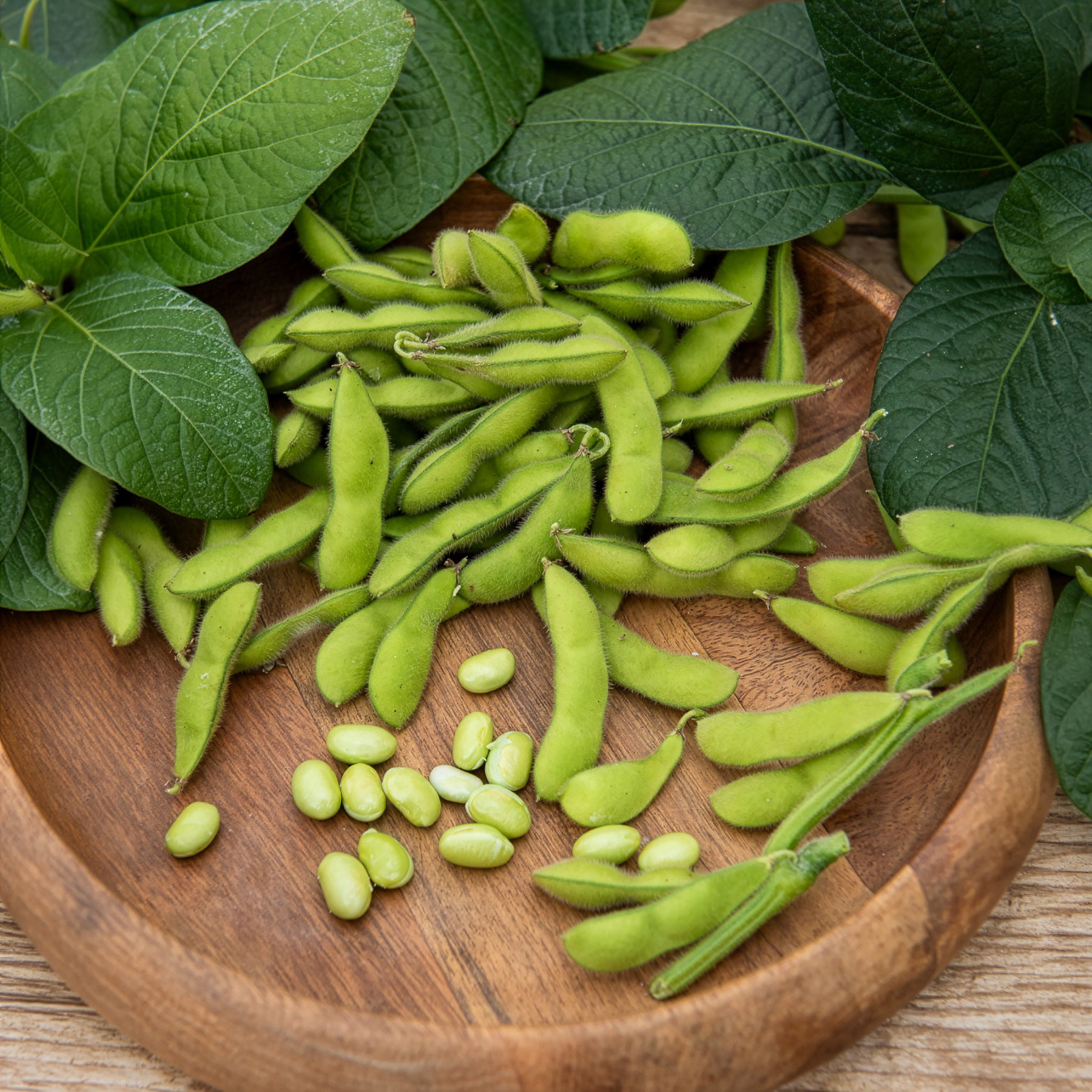 Glycine max - Soja Fiskeby V - Edamame - Graines pour potager