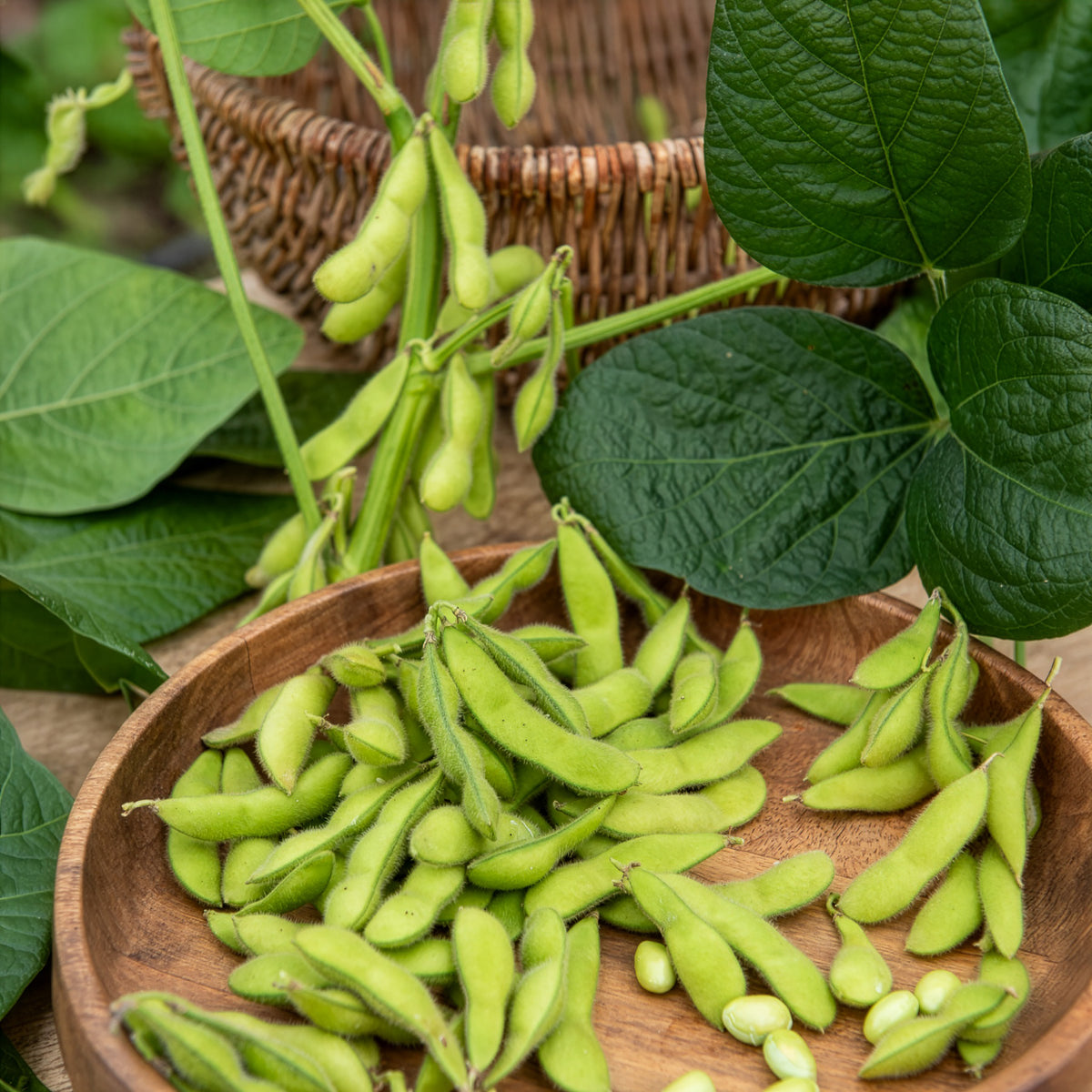 Soja Fiskeby V - Edamame - Glycine max - Bakker