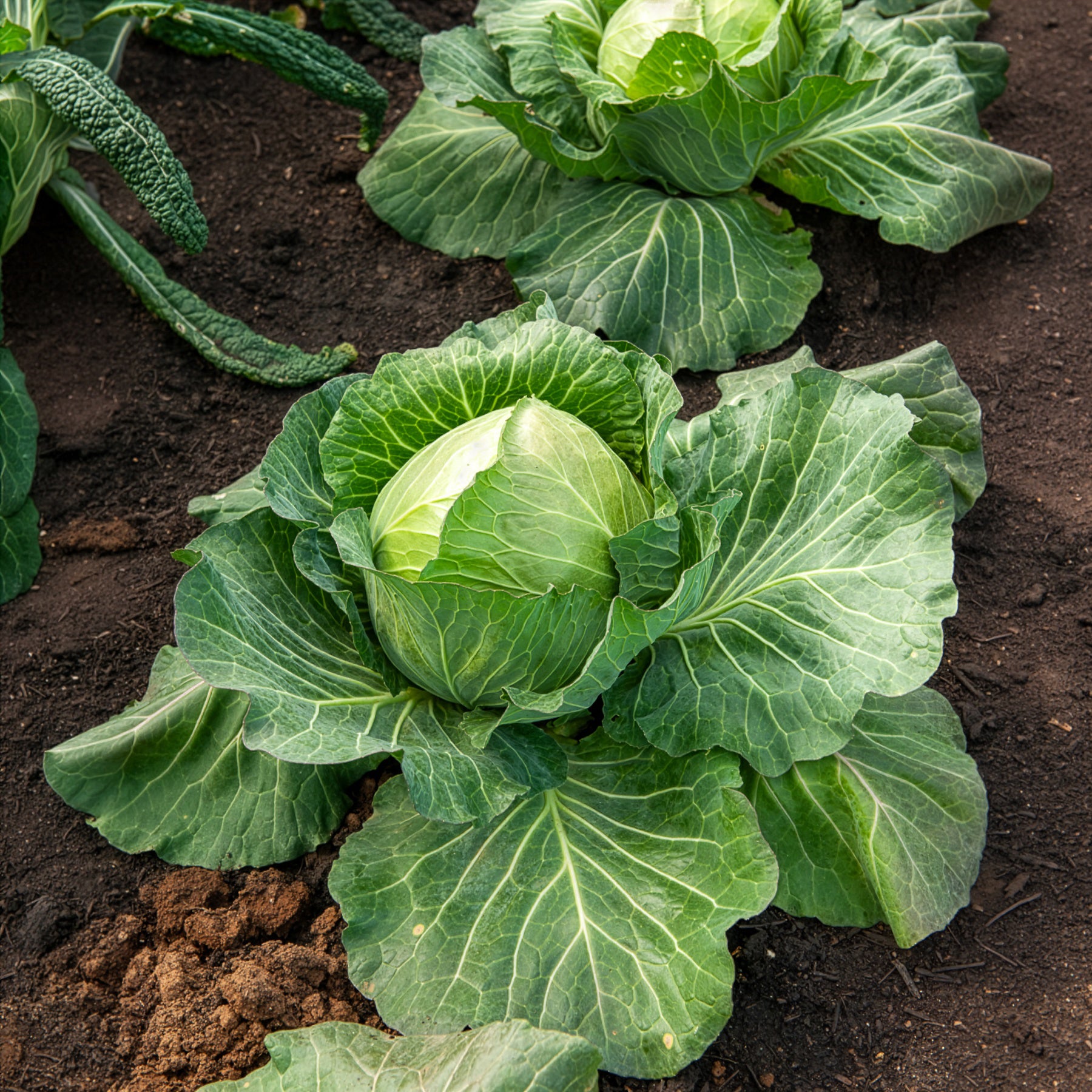 Chou cabus De Brunswick - Bakker