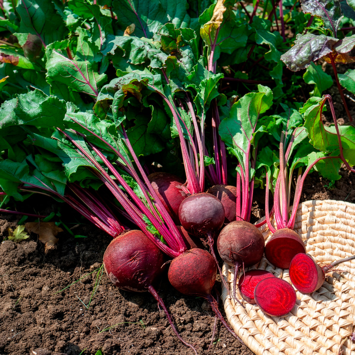 Betterave rouge de Détroit 2 - Storuman Bio - Beta vulgaris de detroit 2 - storuman - Bakker
