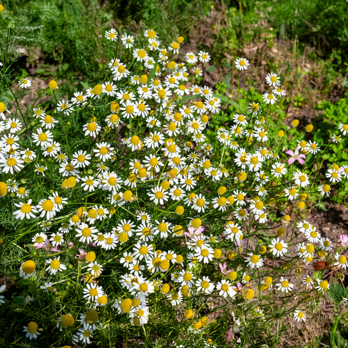 Matricaria recutita - Camomille Allemande Bio - Graines de fleurs pour massifs et bordures