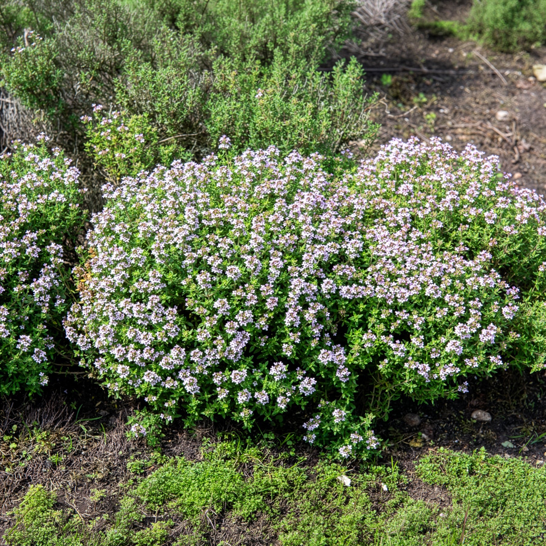 Thymus vulgaris - Thym d'hiver Bio - Thym
