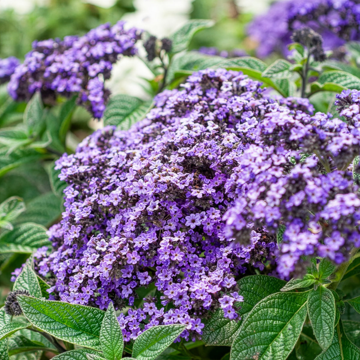 Heliotropium arborescens - Héliotrope du Pérou Marine - Graines de fleurs