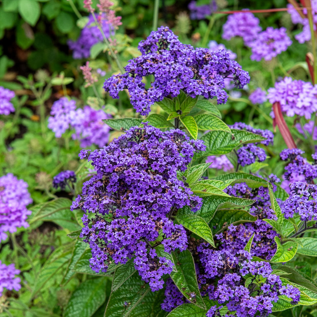 Héliotrope du Pérou Marine - Heliotropium arborescens - Bakker