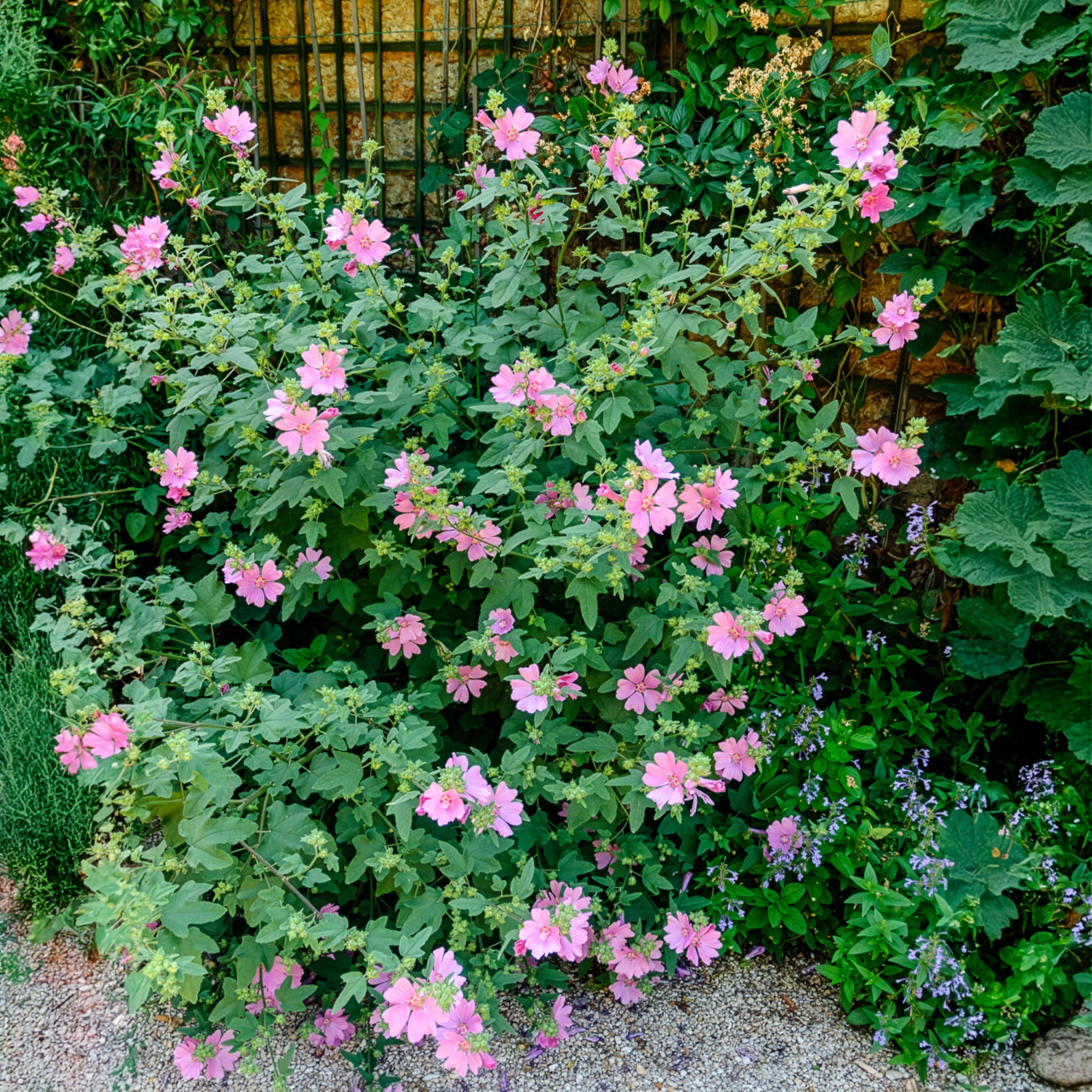 2 Lavatères - Bakker