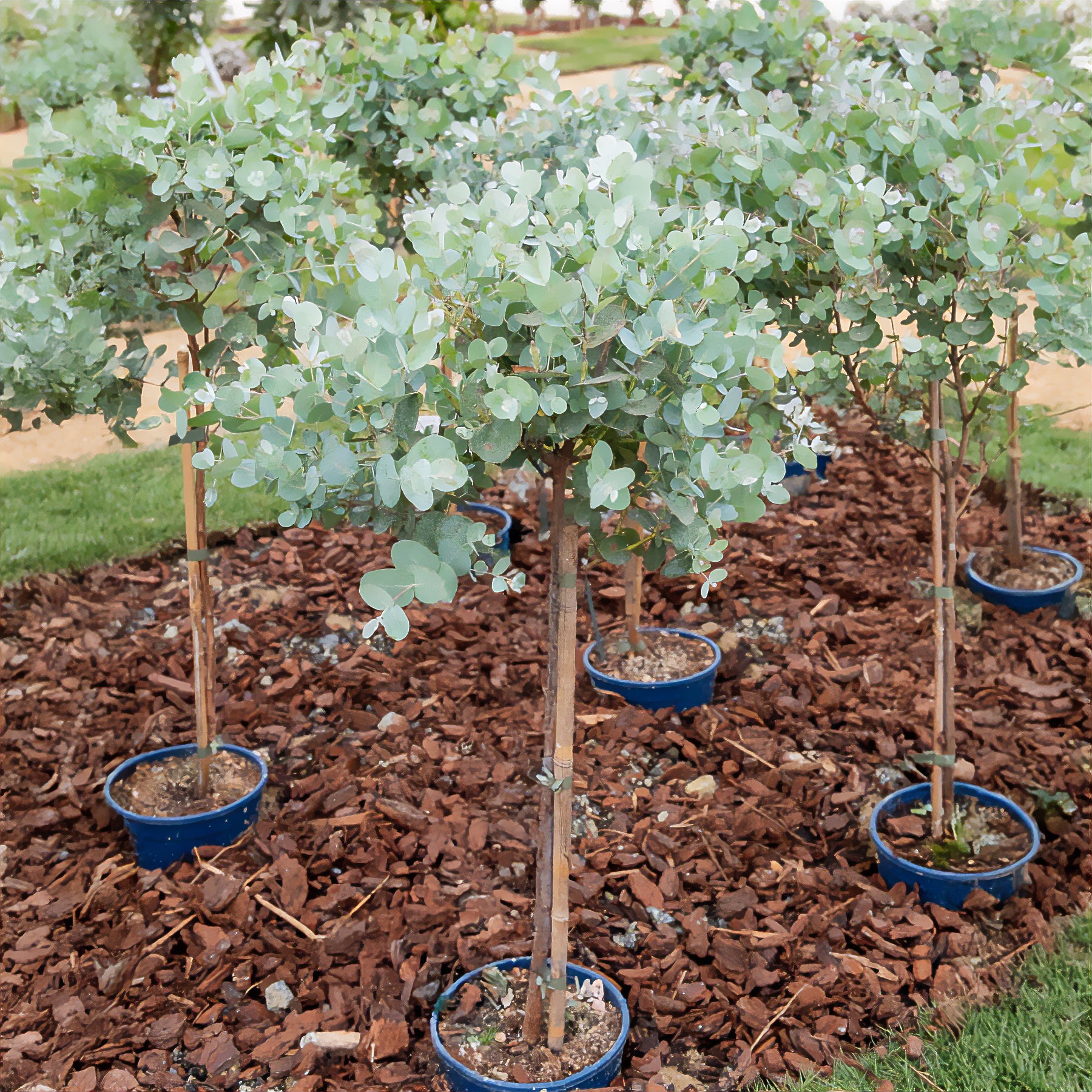 Eucalyptus sur tige - Bakker