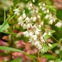 Deutzia pulchra - Deutzia pulchra - Arbustes fleuris