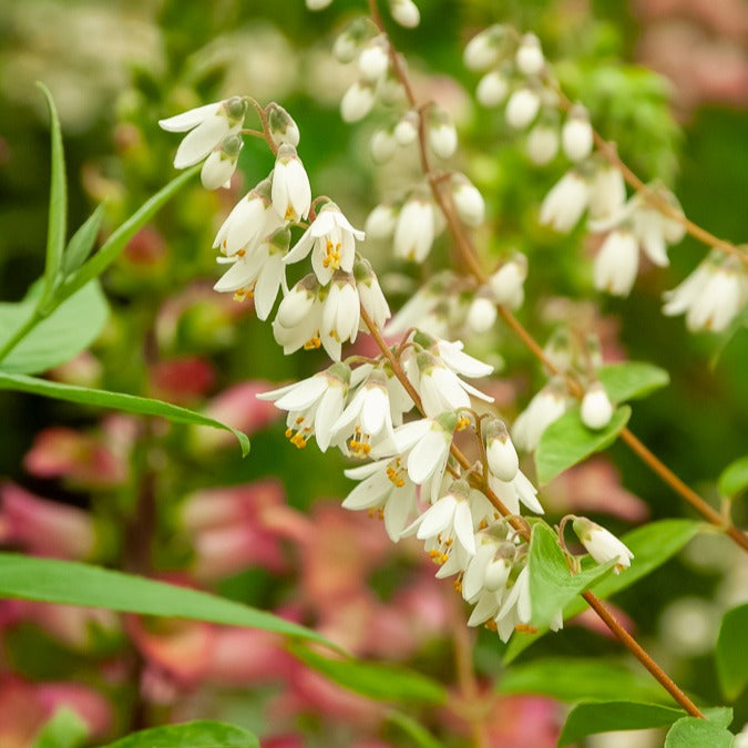 Deutzia pulchra - Deutzia pulchra - Arbustes fleuris