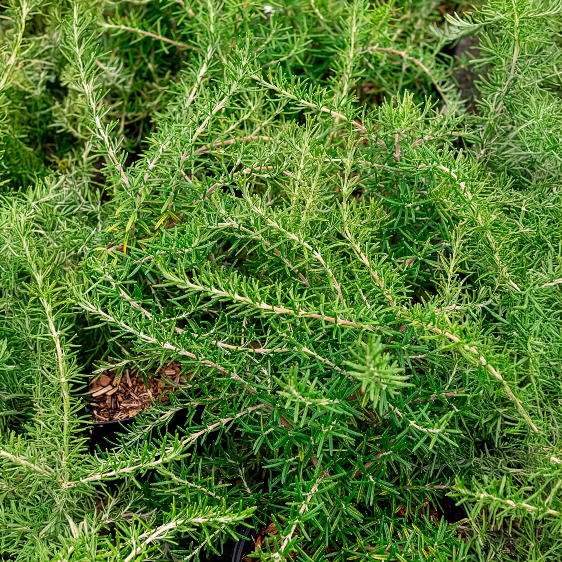 Romarin officinal rampant Pointe du Raz - Rosmarinus officinalis Pointe du Raz - Bakker