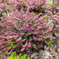 Bruyère d'hiver Ghost Hills - Erica darleyensis ghost hills - Bakker