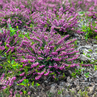 Erica darleyensis ghost hills - Bruyère d'hiver Ghost Hills - Vivaces fleuries