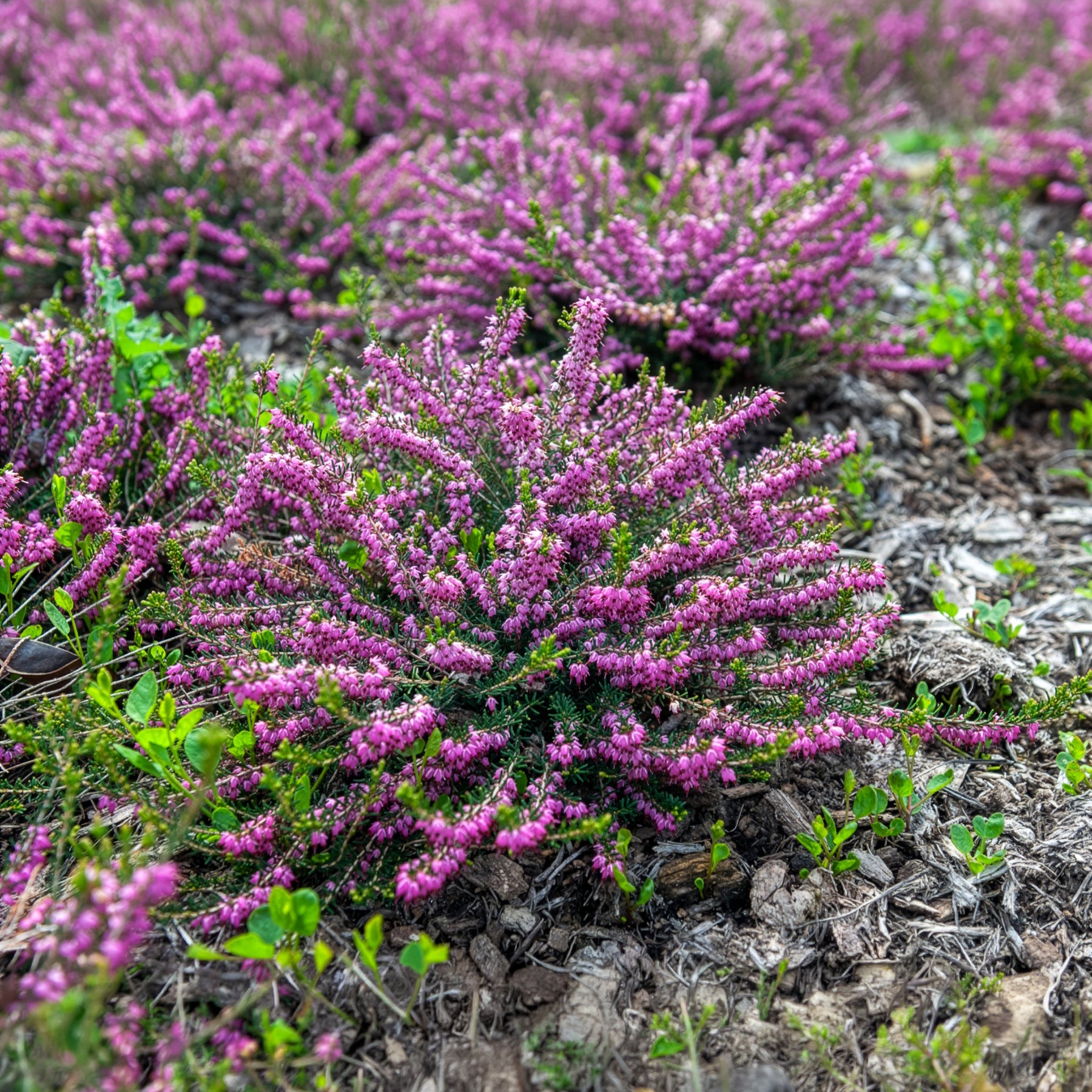 Erica darleyensis ghost hills - Bruyère d'hiver Ghost Hills - Vivaces fleuries
