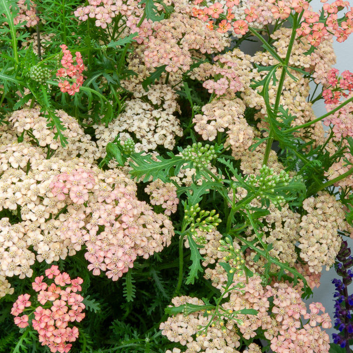 Achillea millefolium Apricot Delight - Achillée millefeuille Apricot Delight - Achillée