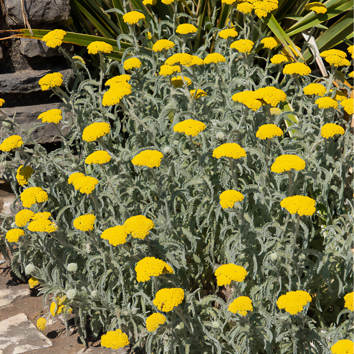 Achillée millefeuille Little Moonshine - Achillea moonshine - Bakker
