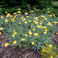 Achillea - Achillée - Achillée millefeuille Little Moonshine - Achillea moonshine
