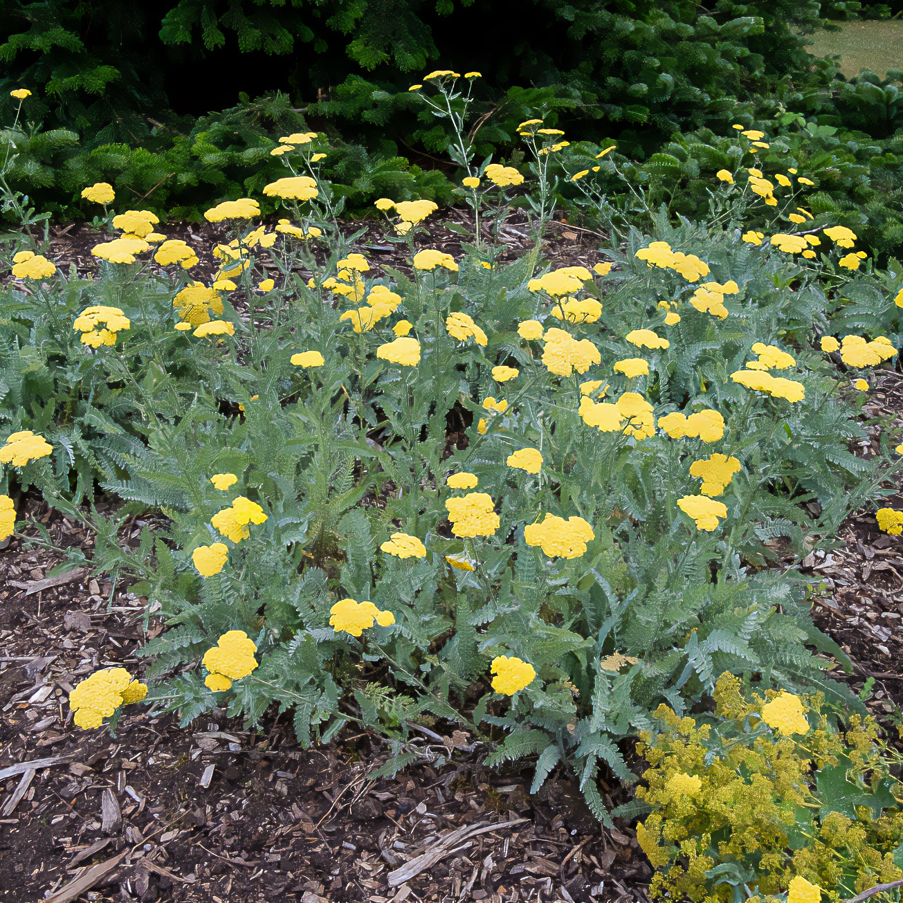 Achillea - Achillée - Achillée millefeuille Little Moonshine - Achillea moonshine