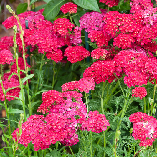 Achillée millefeuille Pomegranate