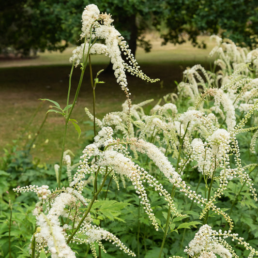 Cierge d'argent Bugbane