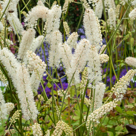 Cierge d'argent White Pearl - Bakker