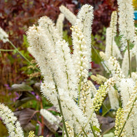 Cierge d'argent White Pearl - Actaea simplex white pearl - Bakker