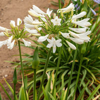 Agapanthus africanus albus - Agapanthe africaine blanche - Agapanthes
