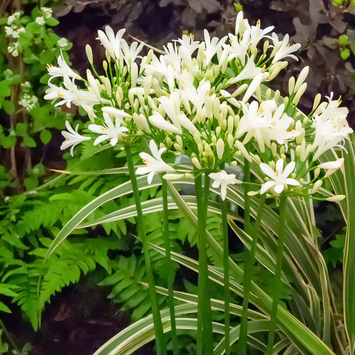 Agapanthe africaine blanche - Agapanthus africanus albus - Bakker