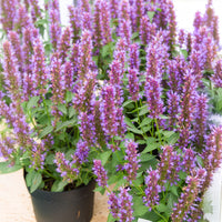 Vente Agastache Beelicious Purple - Agastache Agapd Beelicious® Purple
