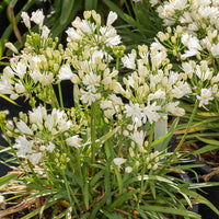 Agapanthe Double Diamond - Agapanthus rfdd double diamond - Bakker