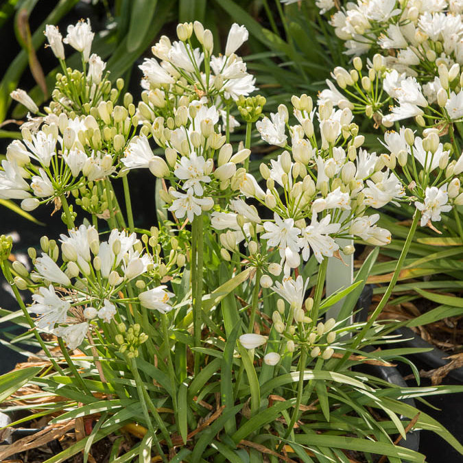 Agapanthe Double Diamond - Agapanthus rfdd double diamond - Bakker