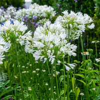 Agapanthe White Heaven - Agapanthus white heaven - Bakker