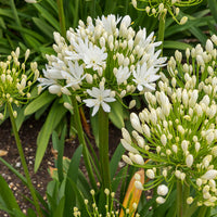 Agapanthes - Agapanthe White Heaven - Agapanthus white heaven