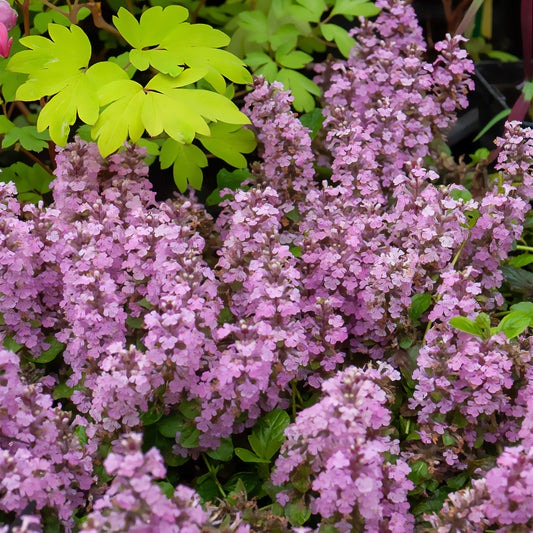Bugle rampante Rosea - Bakker